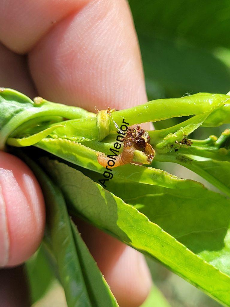 Larvă și excremente vizibile la exteriorul lăstarului atacat de Cydia molesta