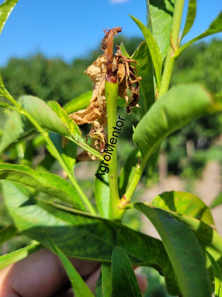Necrozarea completă a vârfului de lăstar după atacul Cydia molesta