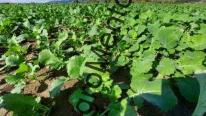 rapita toamna scaled